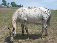 Rescued From Severe Abuse AnnaBelle Now Struggles With COPD