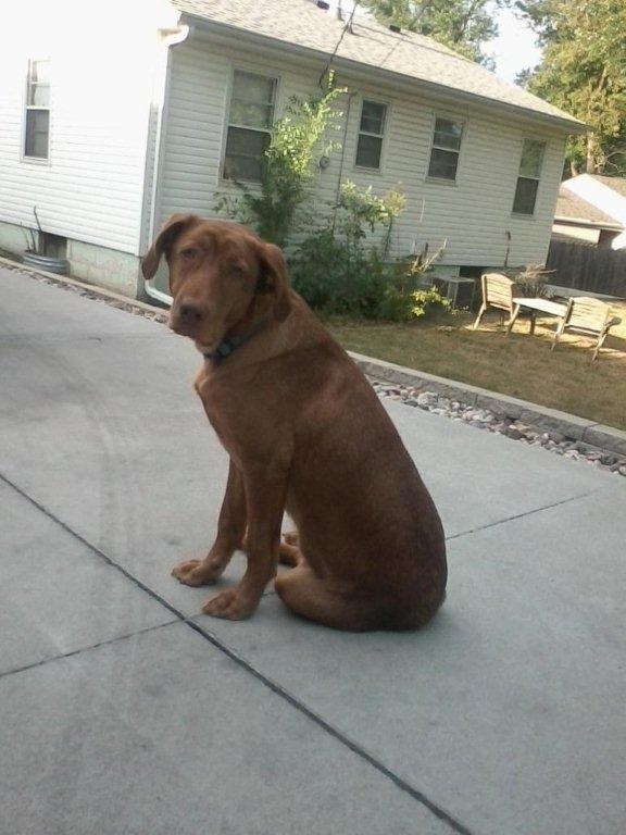 Abandoned Puppy Finds Happy Ending