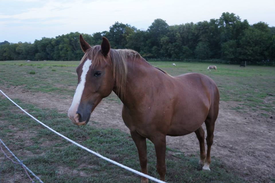 Ellie Is Looking For A Mustang Lover To Adopt Her