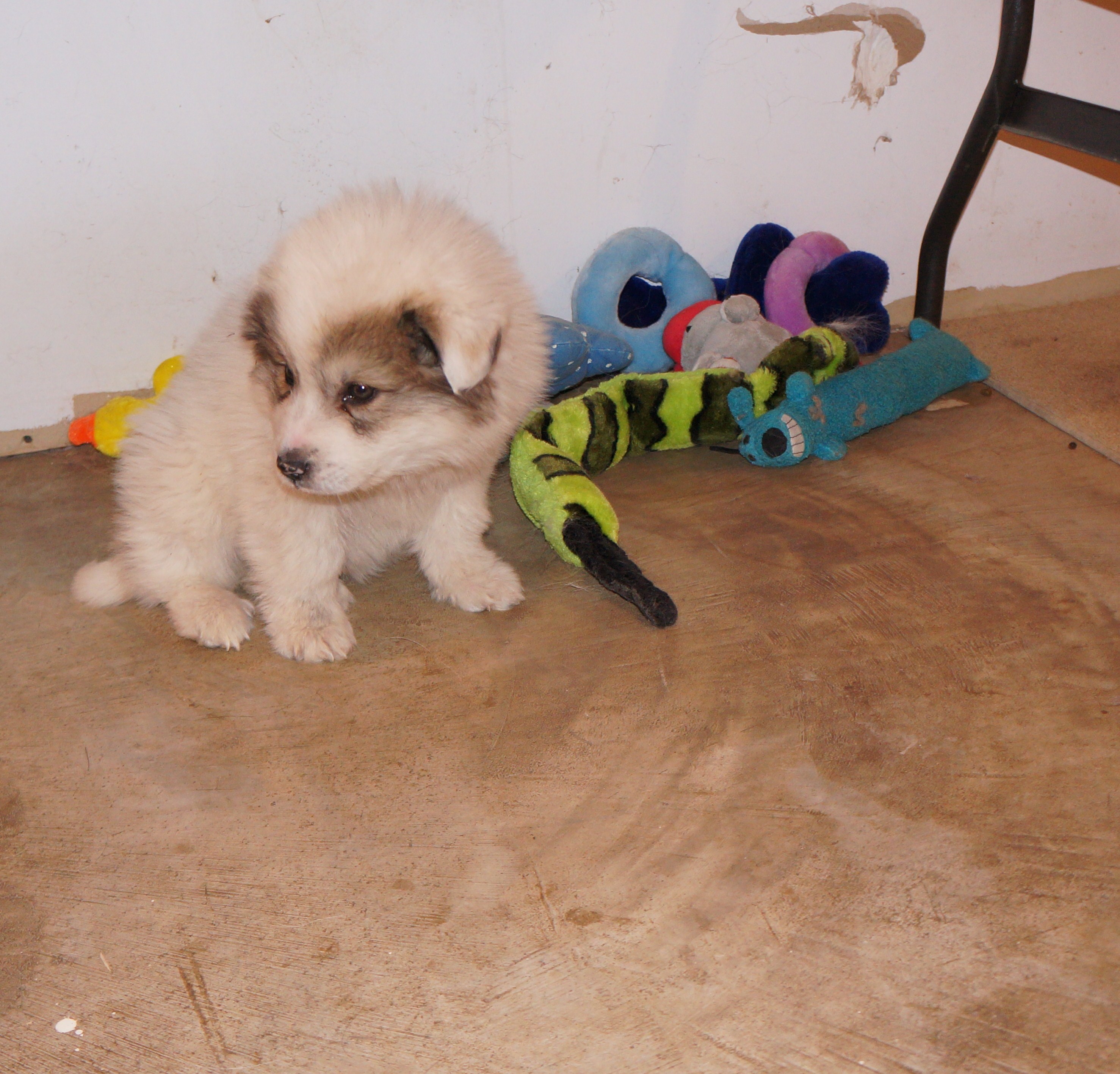 I Ended Up At A Sale Barn At 6 Weeks Old 