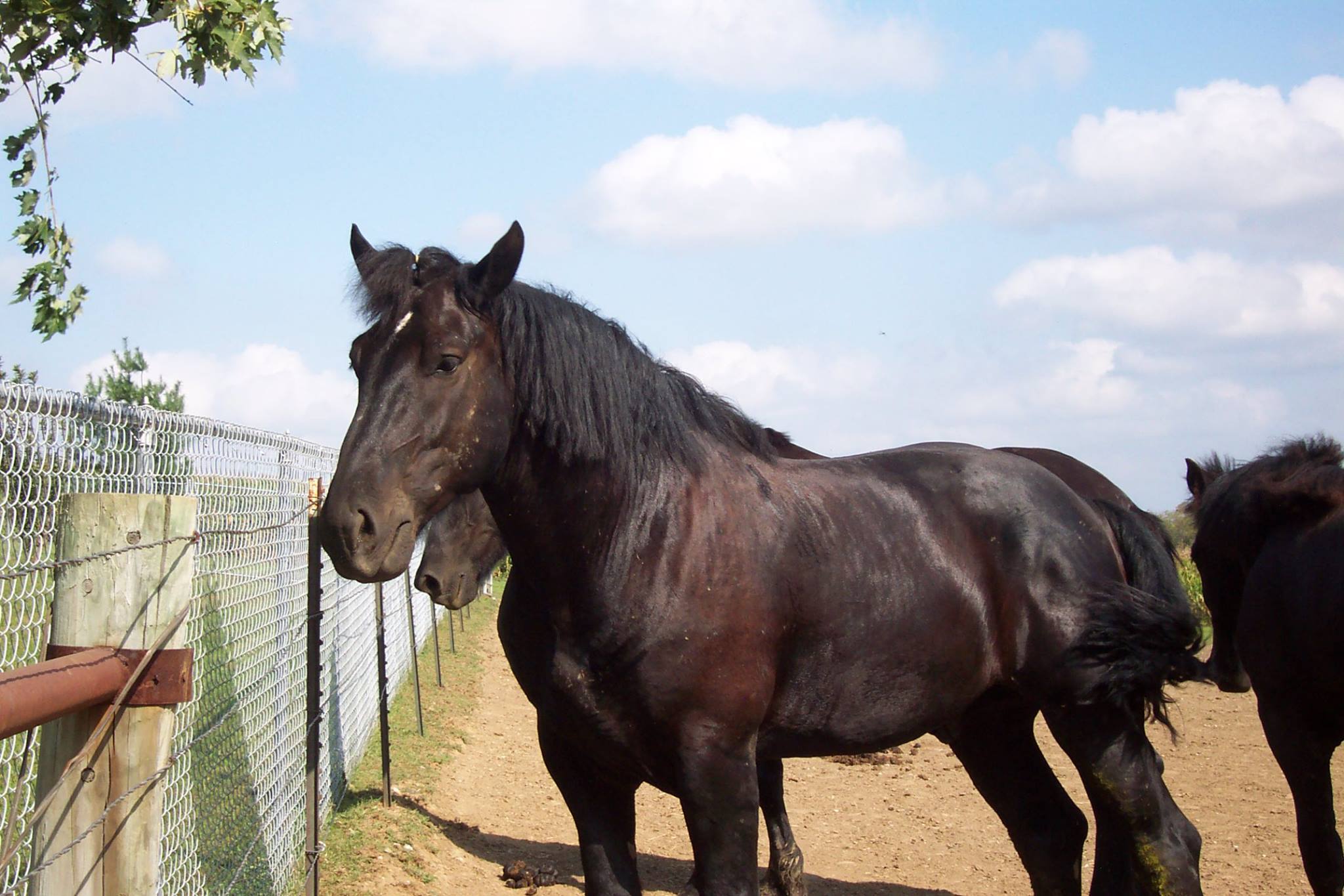 When I Arrived At Hooves & Paws Rescue Of The Heartland I Was Full Of Whip Marks, Starved & Neglected.  Today I Am Healed On The Outside But I Remain Fearful Of Certain Situations & New People