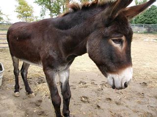 Zeus Arrived At Our Rescue/Shelter As A Severe Neglect Case 