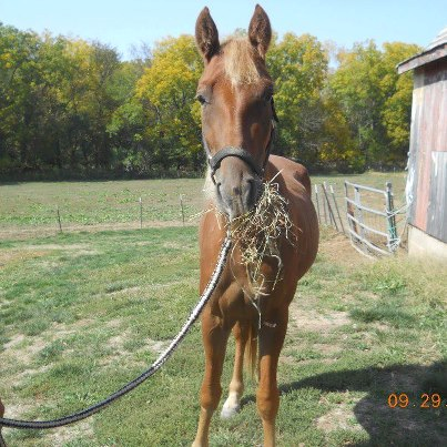 Horse Hit by Vehicle Adopted!