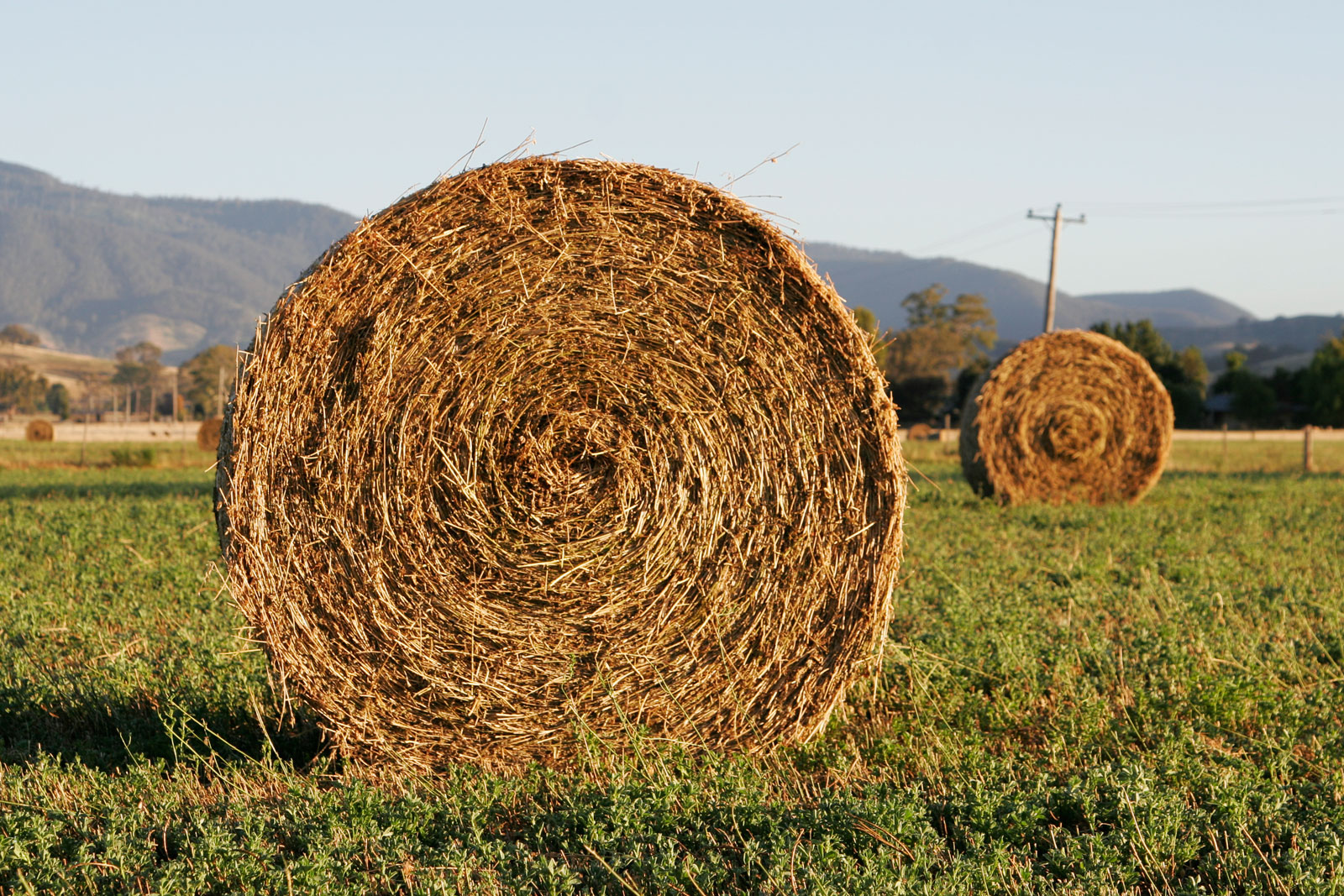 Hay Donations Are Always Appreciated